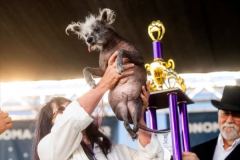 七岁中国冠毛犬夺冠，世界最