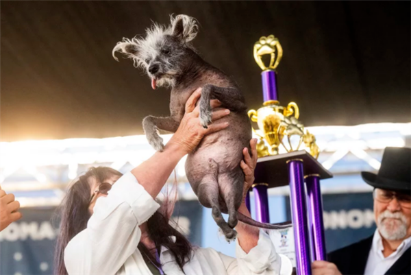 世界最丑狗狗比赛胜者决出：七岁中国冠毛犬夺冠