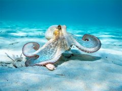科学家发现全球第三个深海章