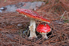 男子食菌子后中毒致幻症状：